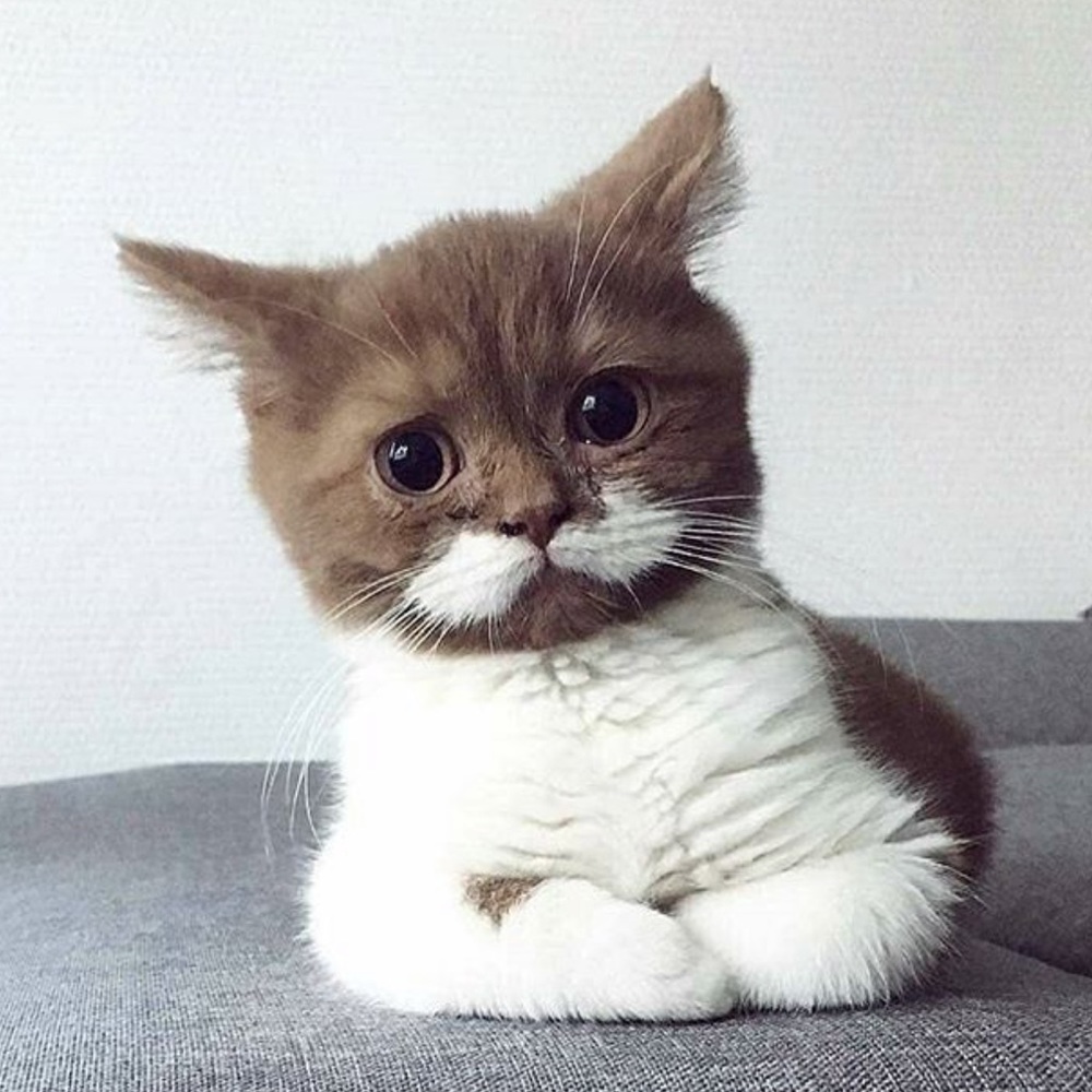 Meet your Posher, Alli